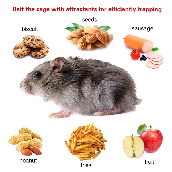 2 Pack Rat Trap Cage Humane Live Rodent Trap Cage Galvanized Iron Mice Mouse Con