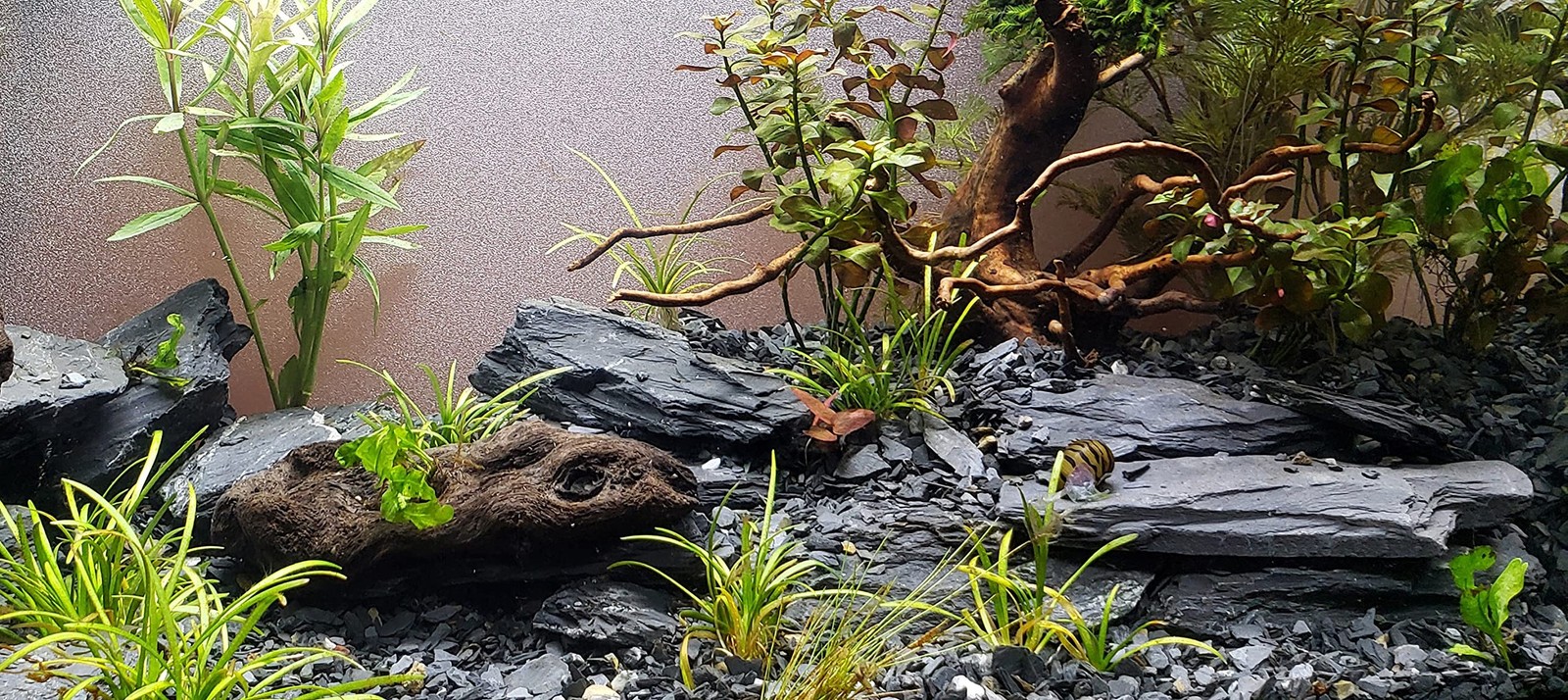 Natural Slate Stone 5 to 7 Inches – USA Sourced and Packaged for Aquascaping …