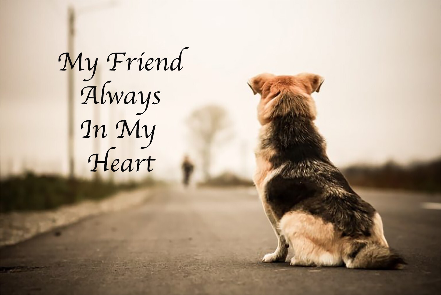 Pet Cremation Urns for Dogs Cats Ashes, Up to 60 lbs Memorial Keepsake Urns