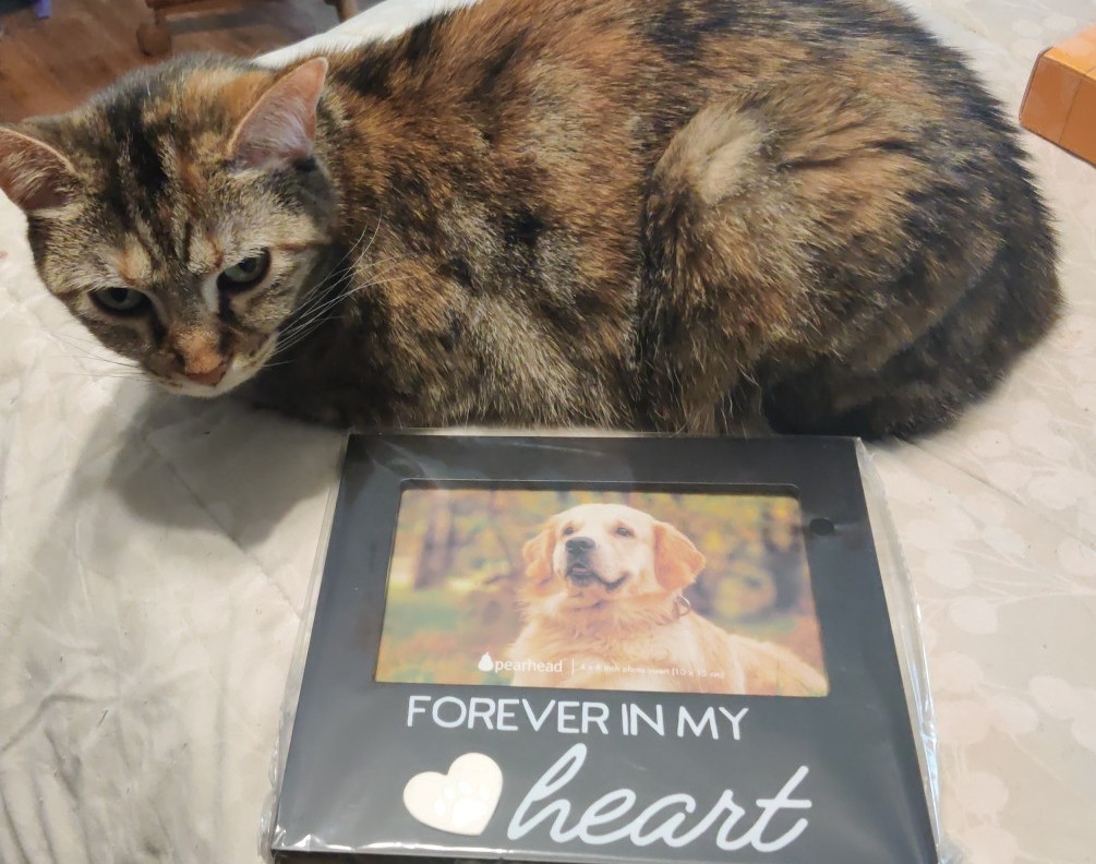 Pearhead Pet “Forever In My Heart” Memorial Keepsake Picture Frame, Black NIB