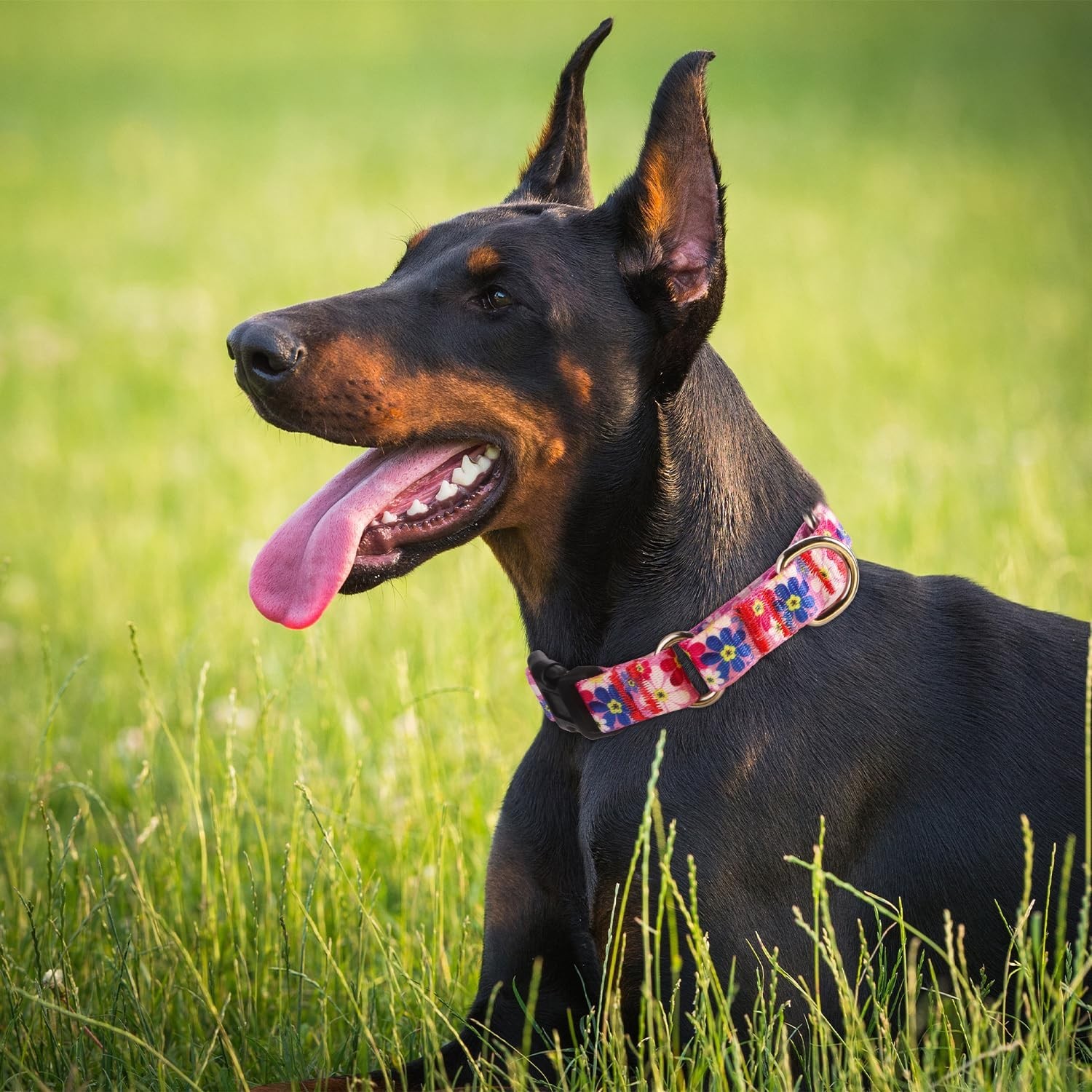 Dog Martingale Collar with Quick Release Buckle, Adjustable Soft Escape Proof…