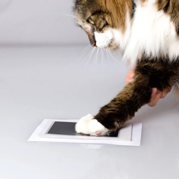 Pearhead Pawprints Desk Frame with Clean-Touch Ink Kit, 4 x 6-in, White