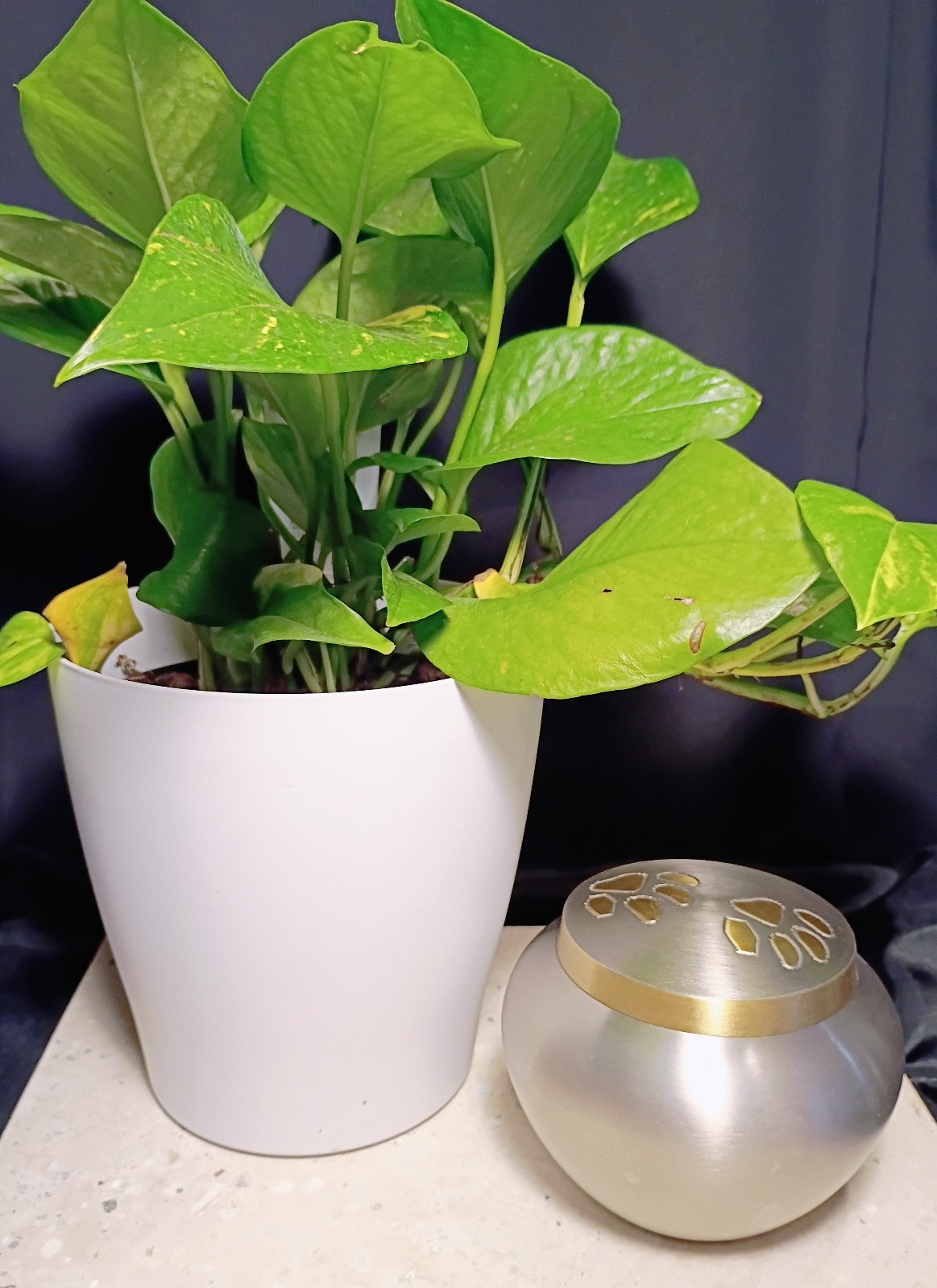 Steel & Brass Pawprint Design Pet Ashes Urn – Small, Heavy, Secure, Beautiful