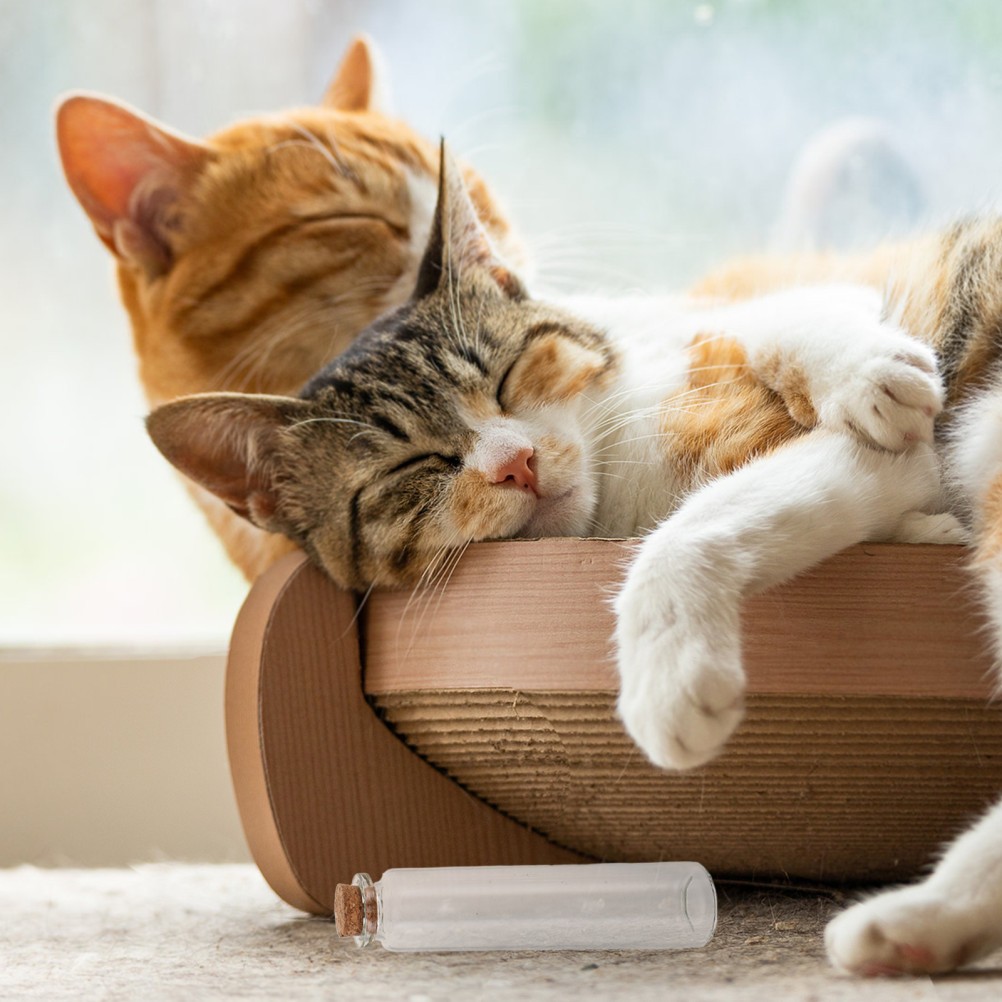 2Pcs Durable Glass Jars with Wood Cap for Pet Fur Keepsake and Cat Whiskers
