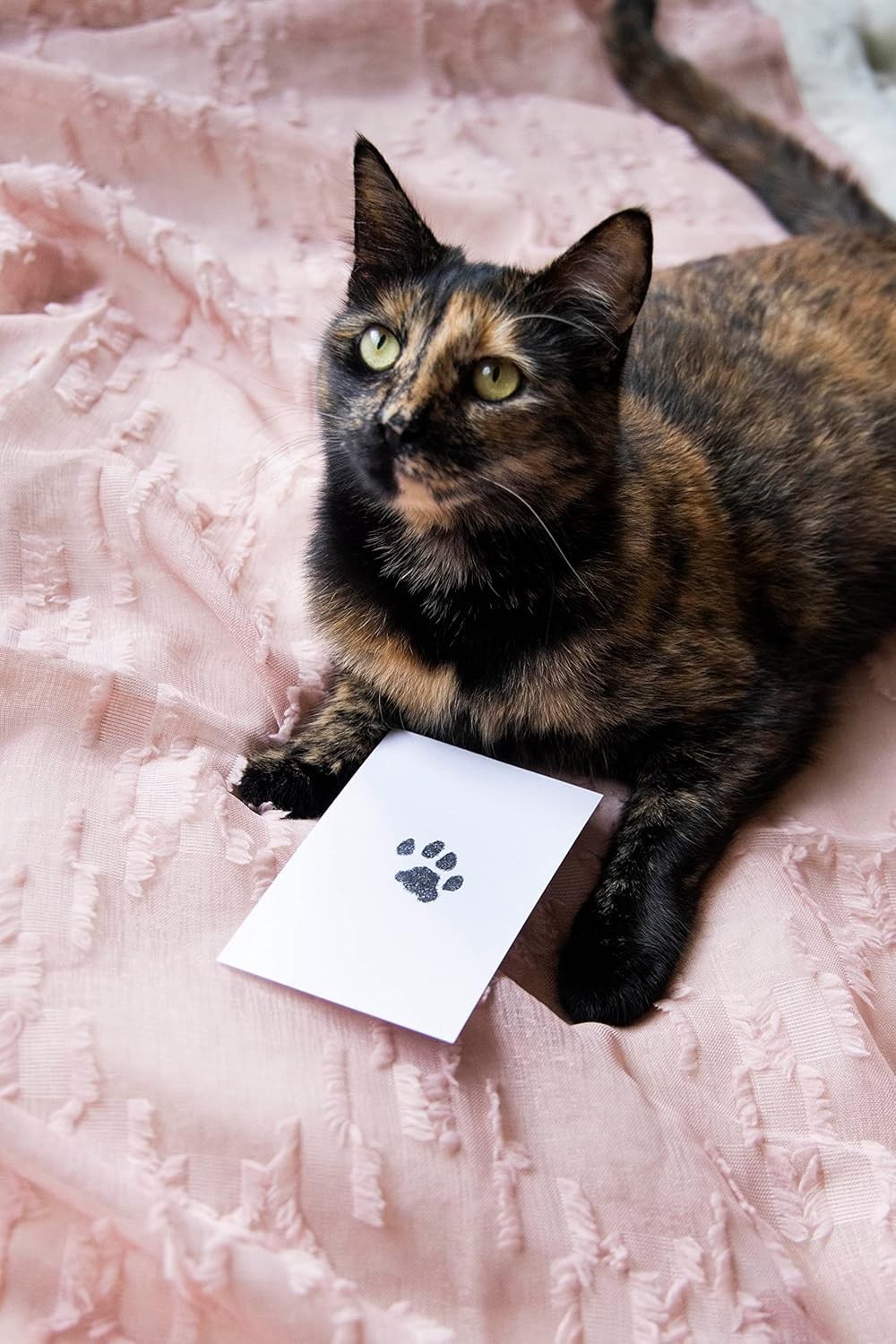 Mess-Free Pet Paw Print Keepsake Kit