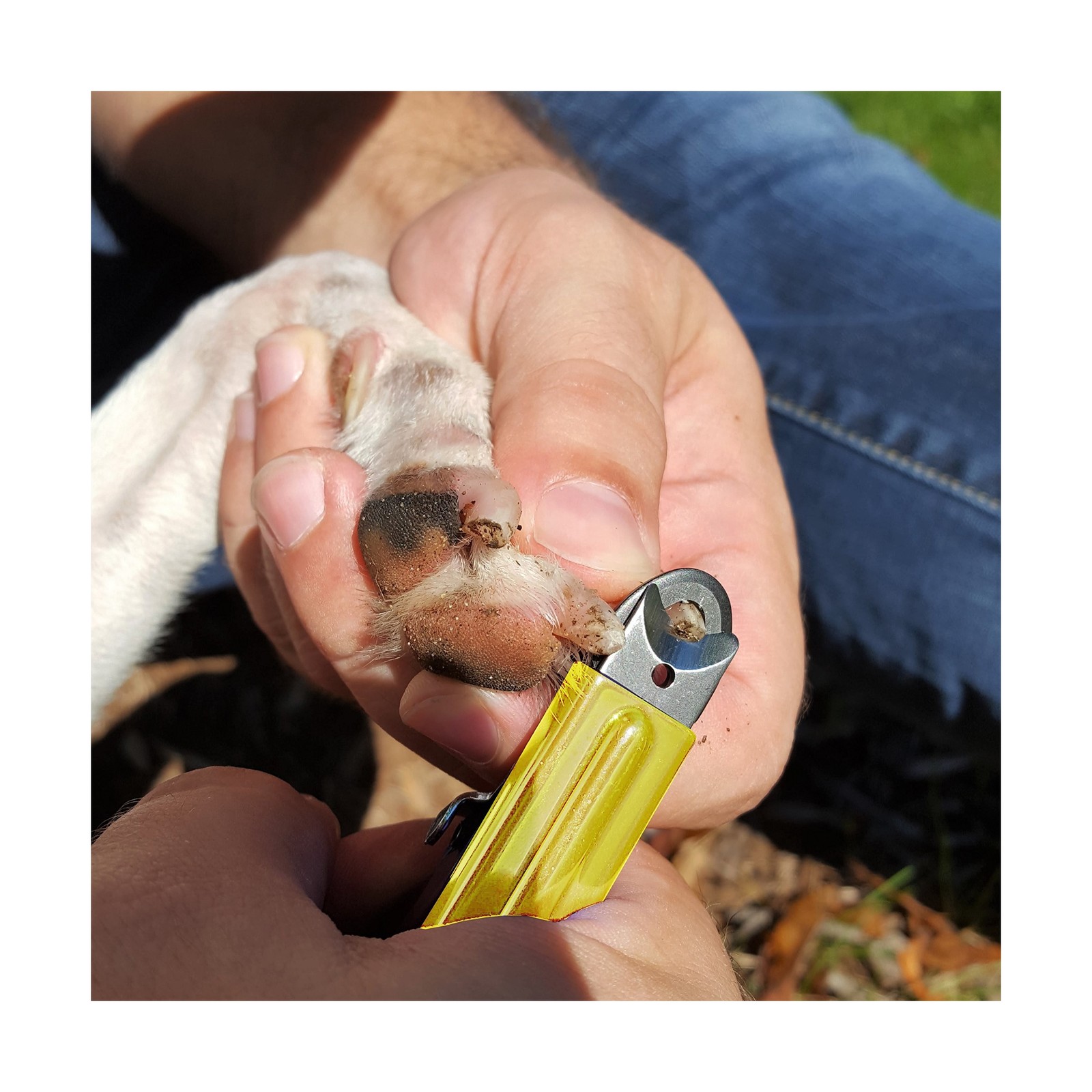 Resco Deluxe Dog Nail Clippers for Large Dogs – Professional USA-Ma… Fast Ship