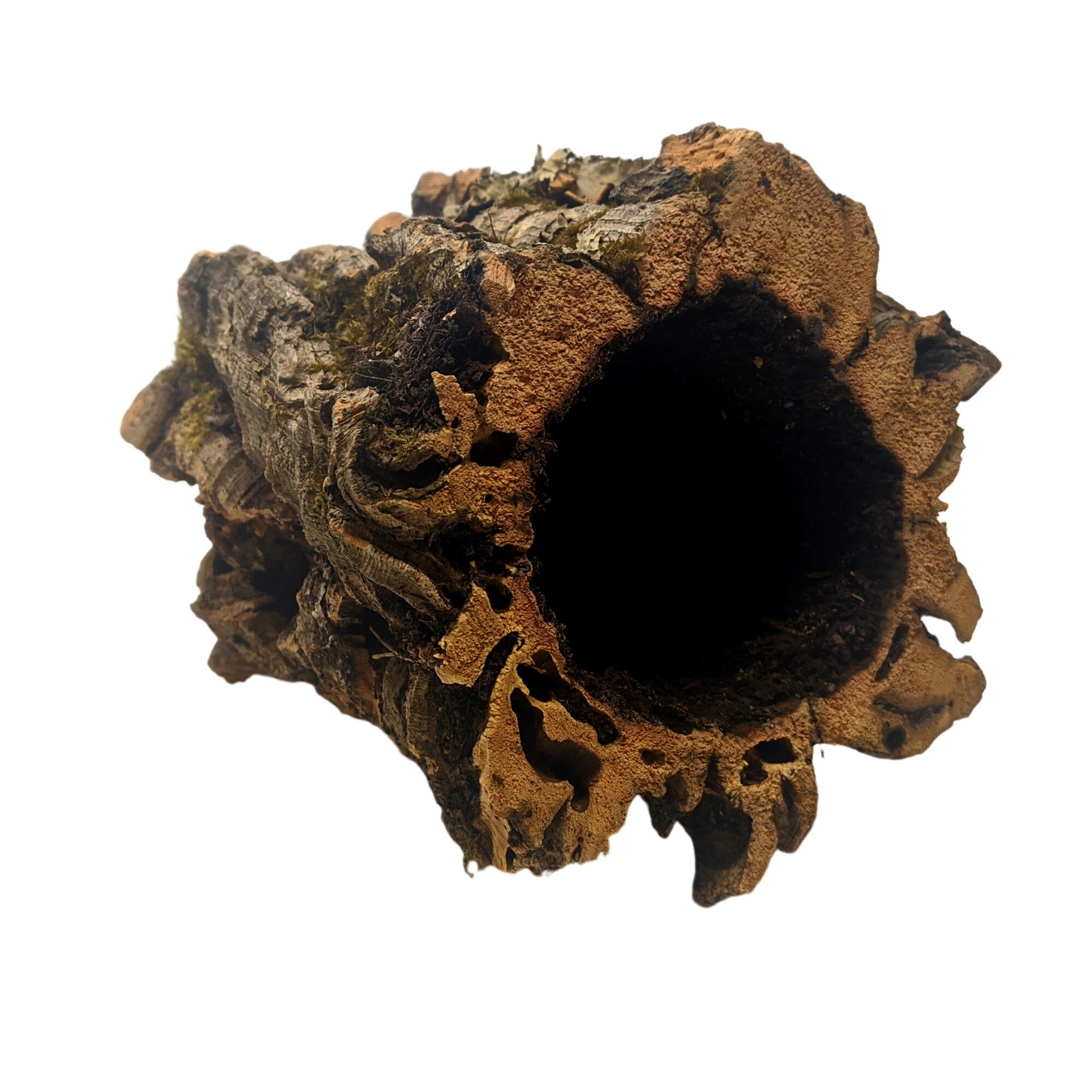 Large Round Virgin Cork Bark – for Orchids, Airplants, Reptiles, and Terrariums