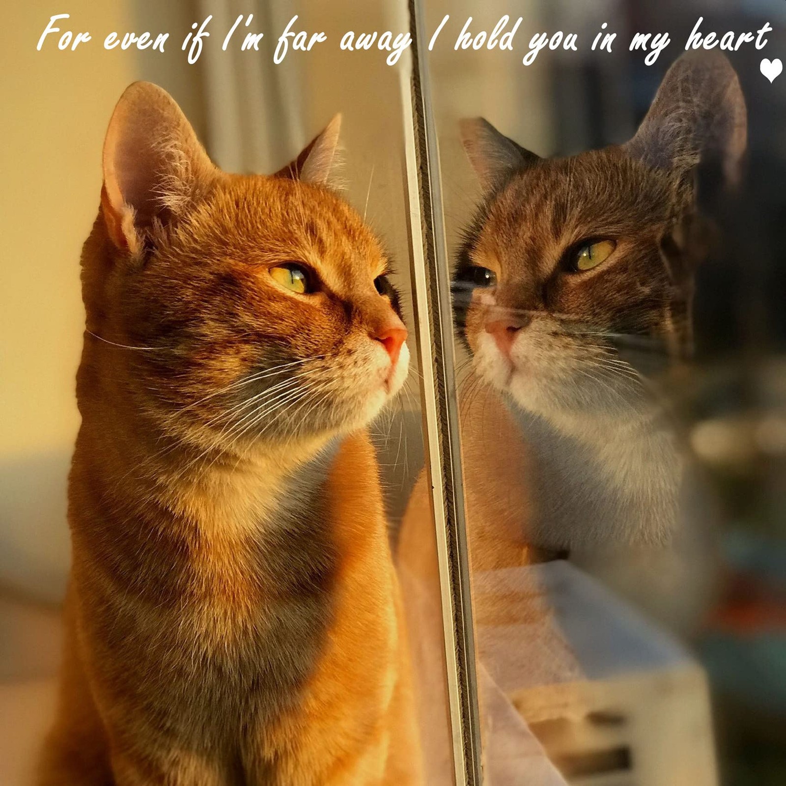 Orange Cat Glass Ornament for Cat Lovers, Tabby Cat Memorial Gift, Hanging Cat