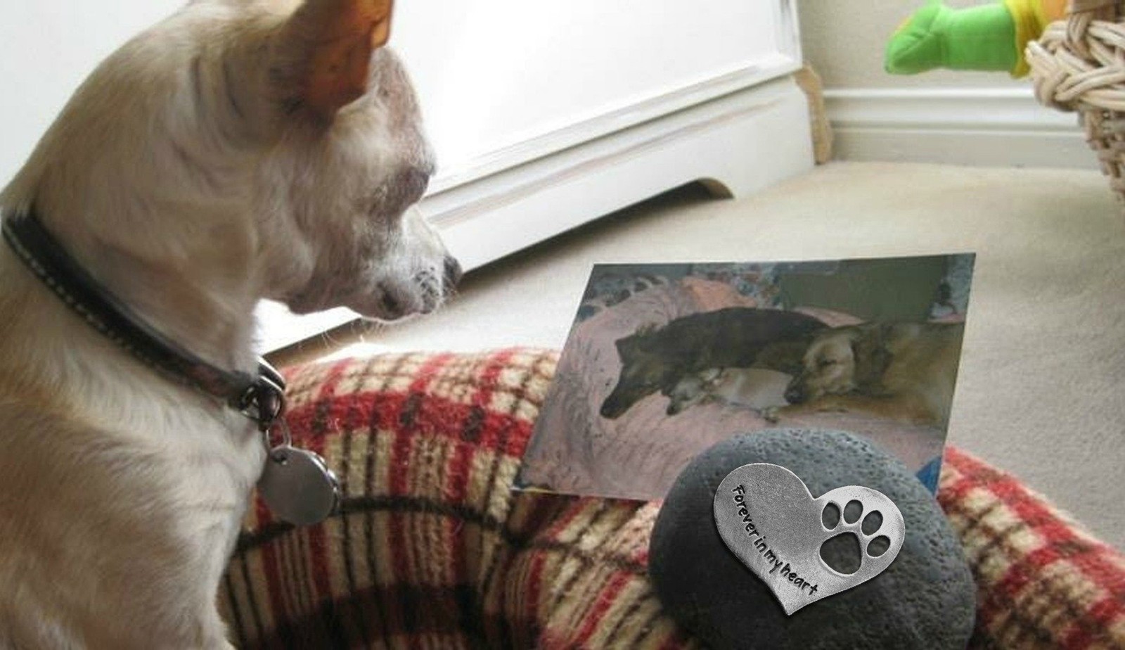Comforting Dog Memorial Gift – Sympathy or Condolence Gift for Loss of Pet – …