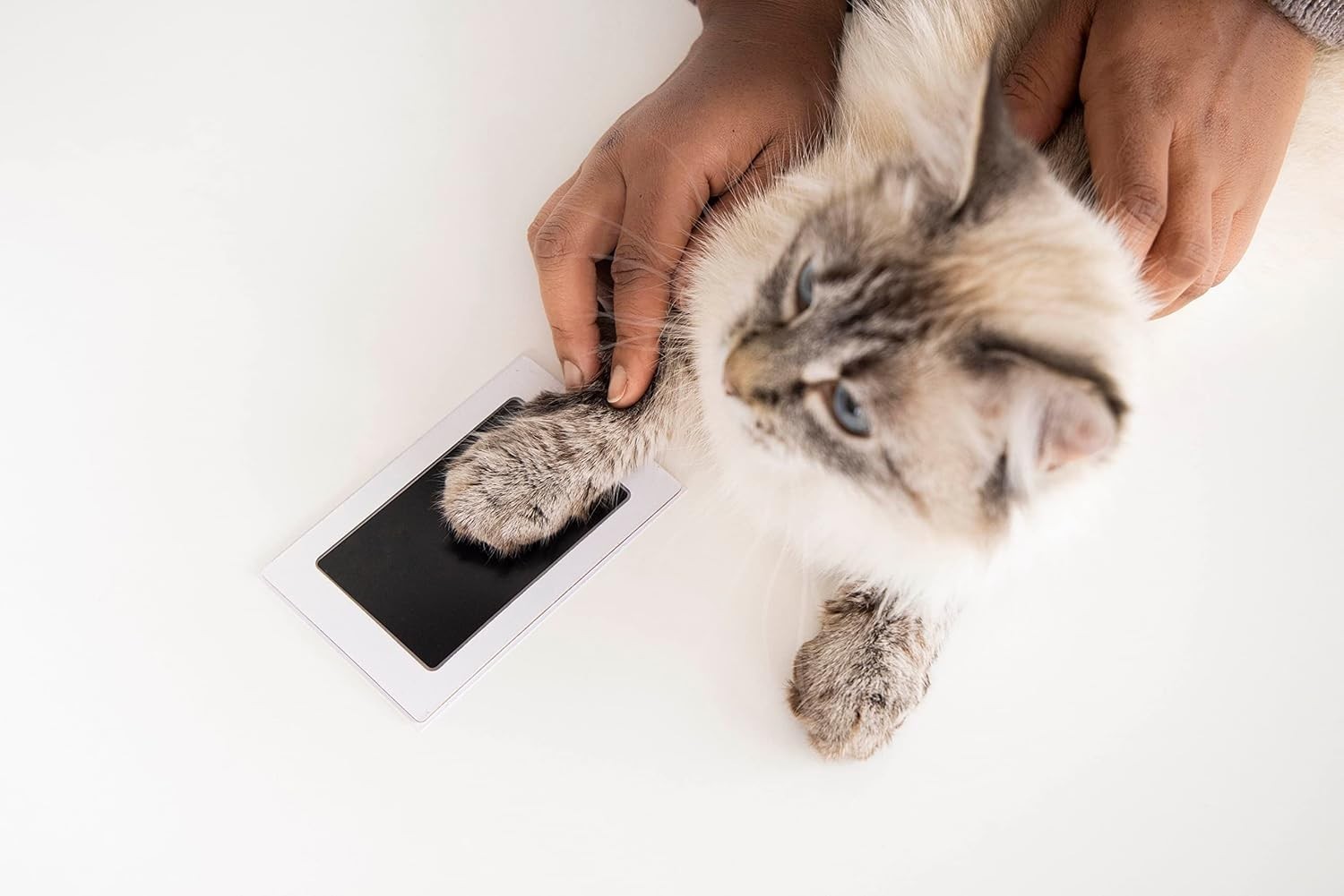 Mess-Free Pet Paw Print Keepsake Kit