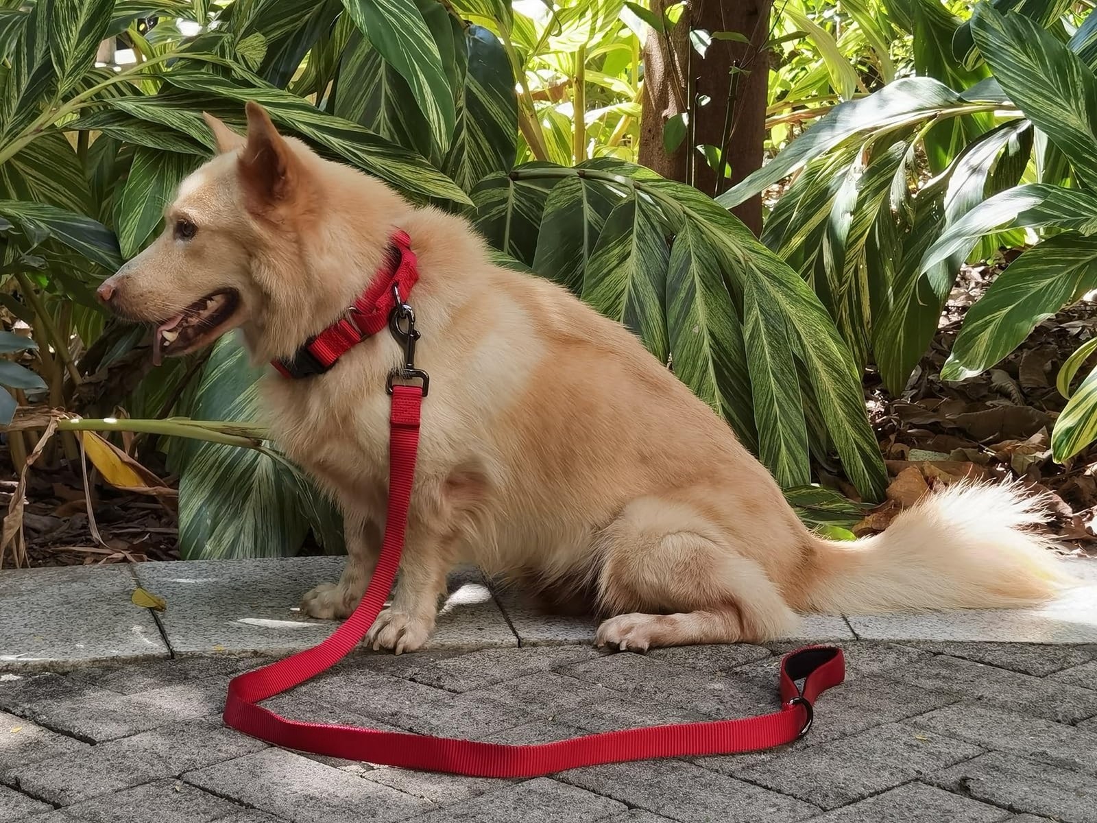 Advanced Nylon Martingale Dog Collar with Quick Release Buckle,Adjustable, Co…
