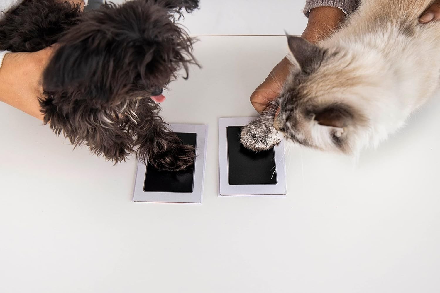 Mess-Free Pet Paw Print Keepsake Kit
