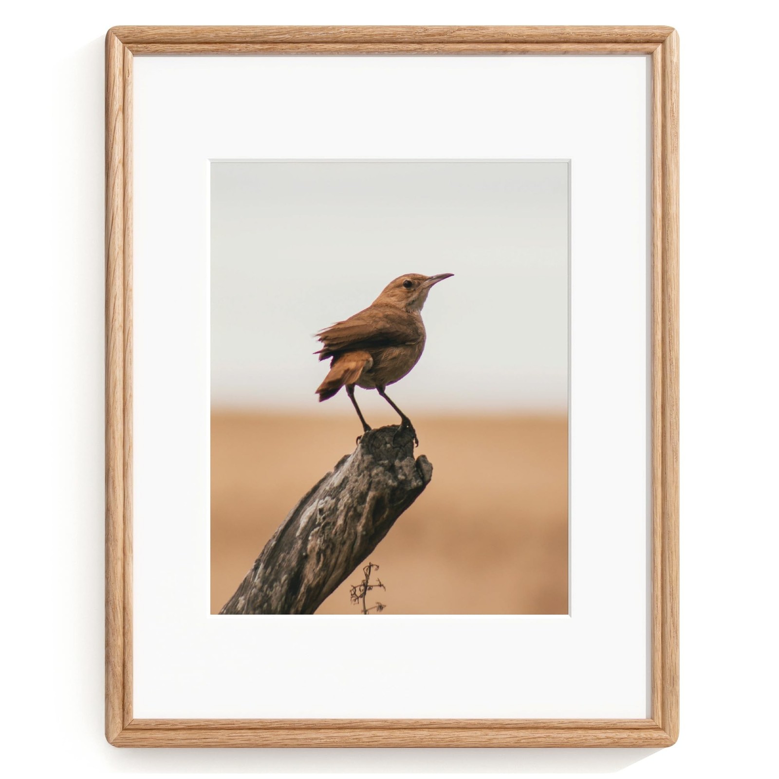 11X14 Picture Frame, Natural Solid Oak Wood Picture Frame with High Tempered …