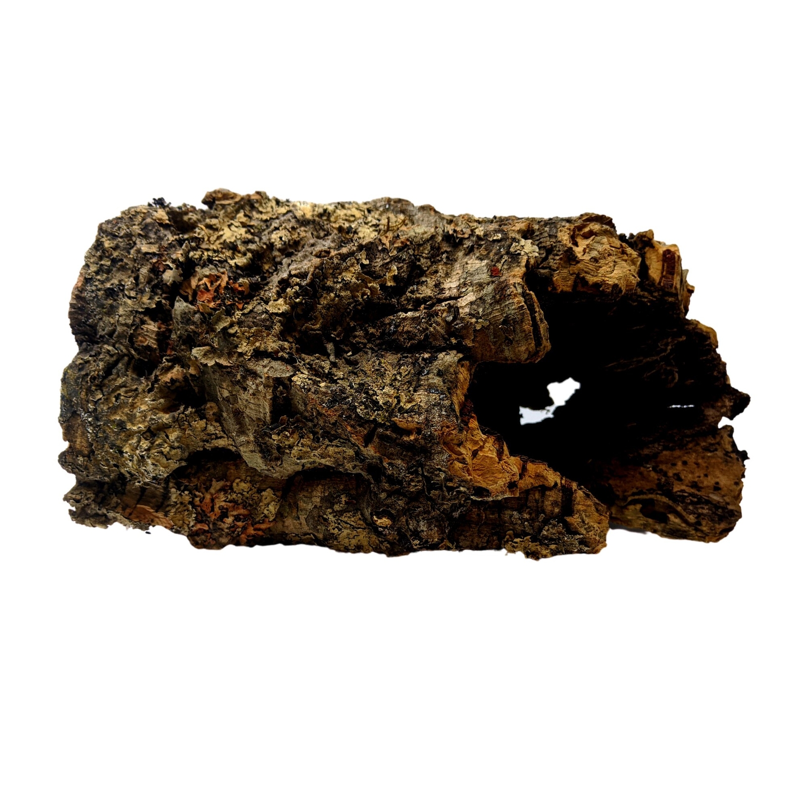 Large Round Virgin Cork Bark – for Orchids, Airplants, Reptiles, and Terrariums