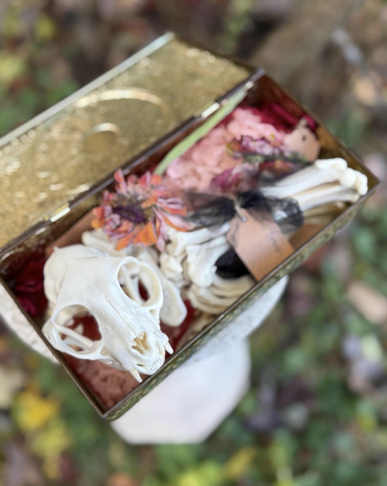 Custom Dermestid Beetle Cleaning – Pet Memorial – Funeral/Burial – Bones *XSmall