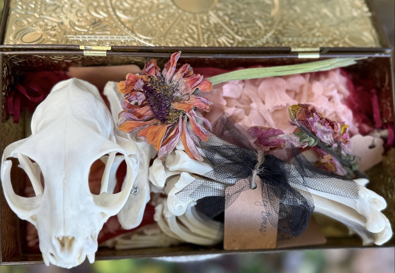 Custom Dermestid Beetle Cleaning – Pet Memorial – Funeral/Burial – Bones *XSmall