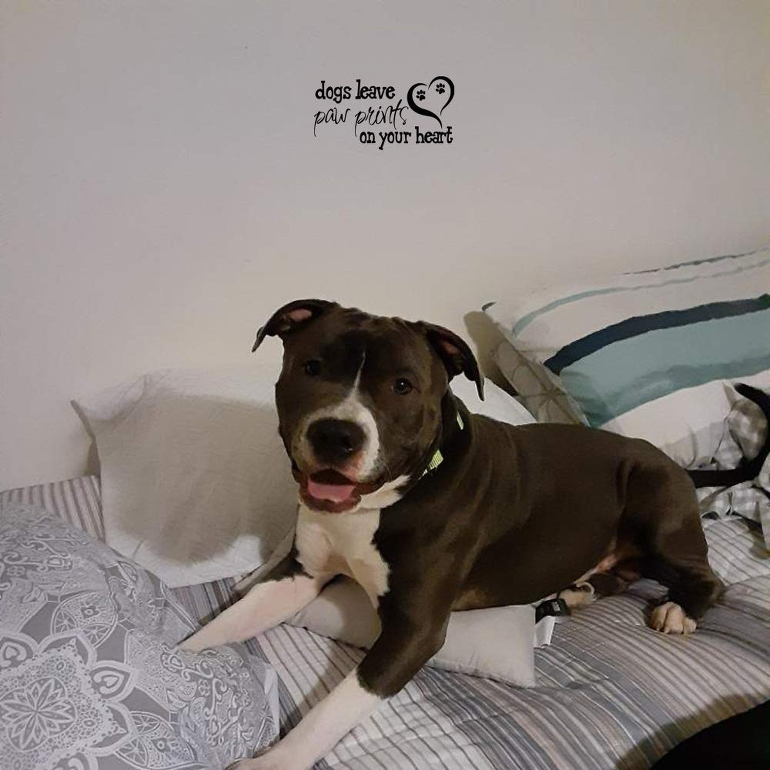 Dogs Leave Paw Prints on Your Heart – Pure Black Vinyl Without Transparent Ed…